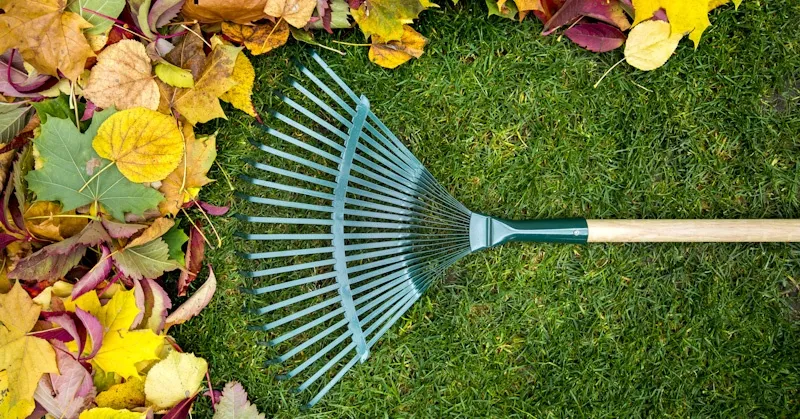 Leaf Cleanup Services