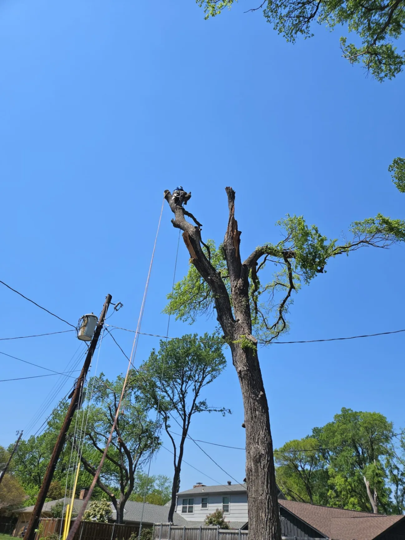 Full Service Tree Care & Maintenance