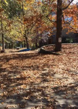 Leaf Cleaning