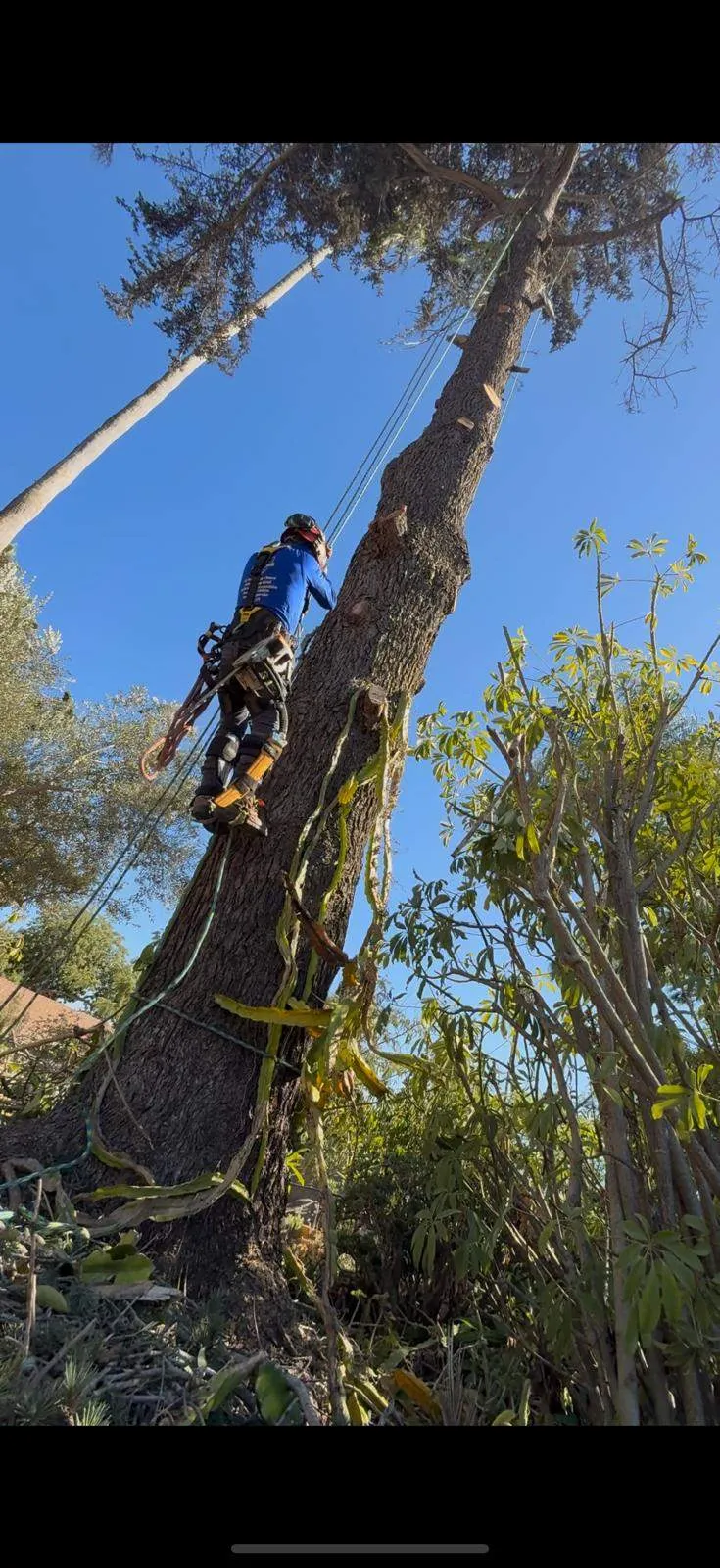 Lucas Tree Service