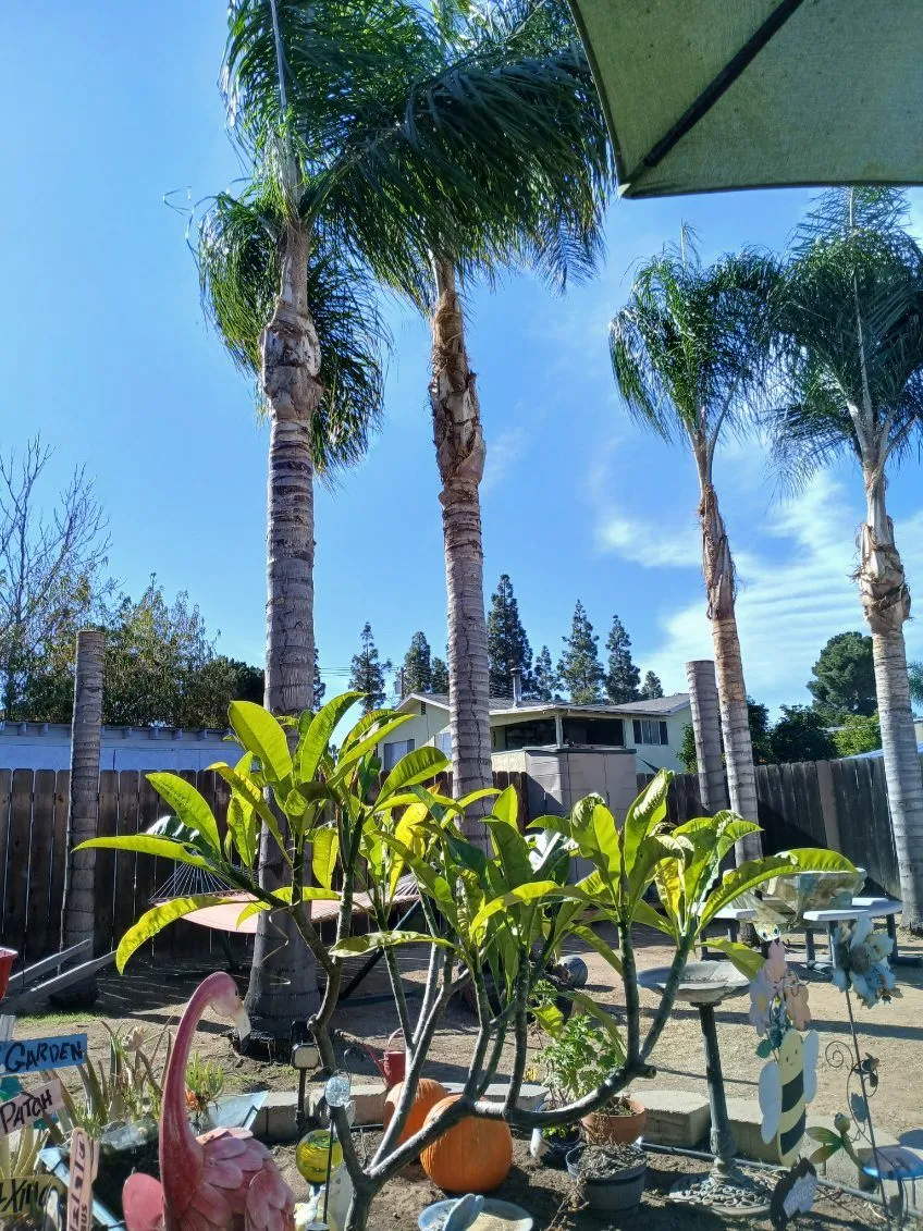 Raul's Landscaping