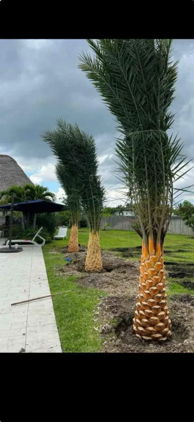 Services Tree Installation