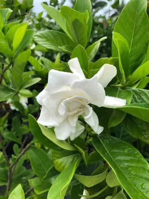 Gallery image 14