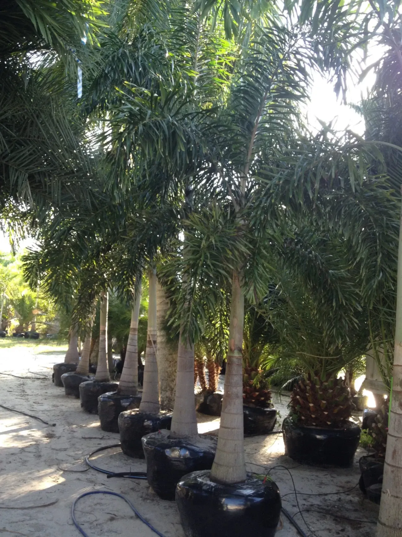 Gallery image 15