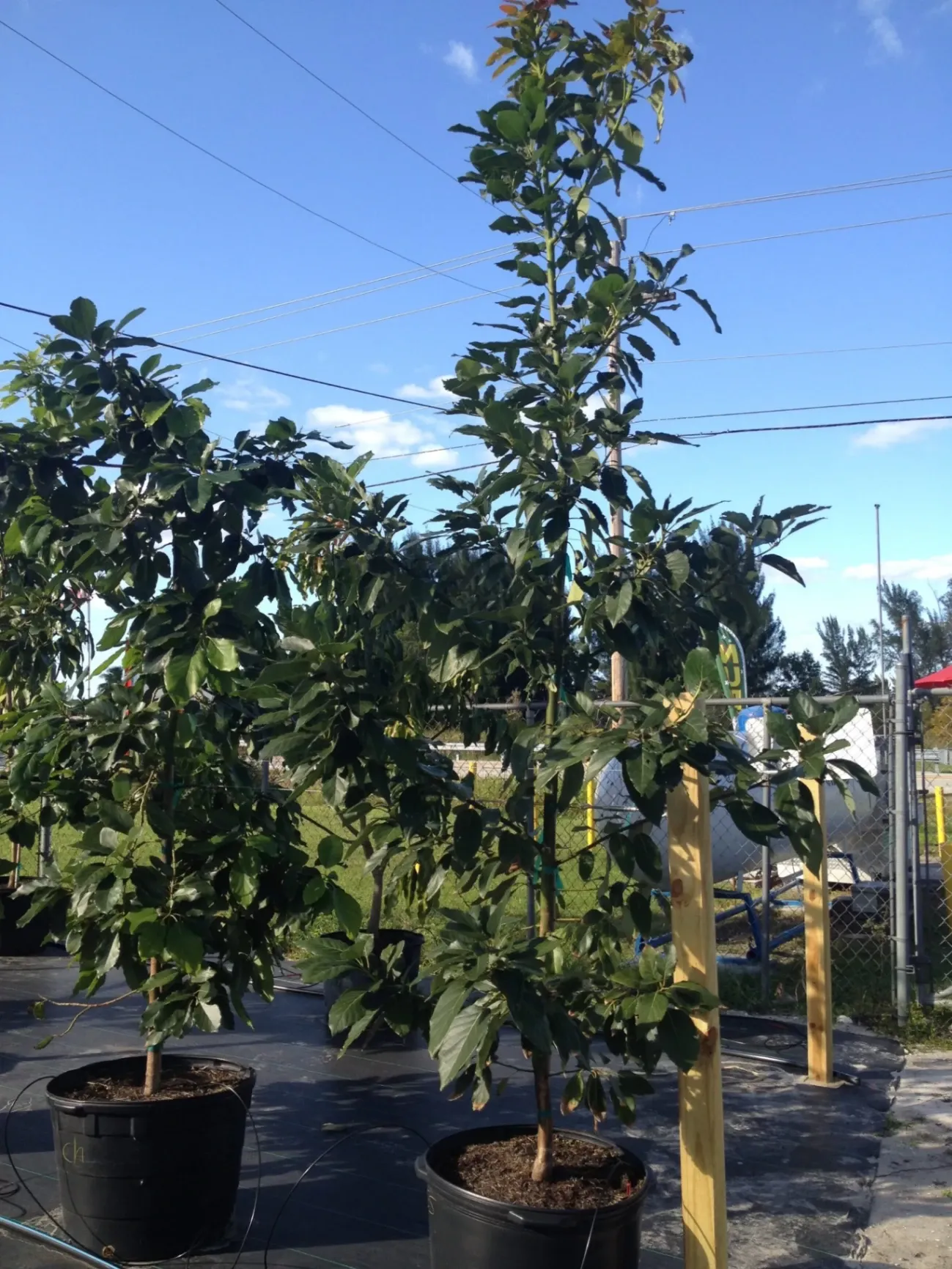 Gallery image 37