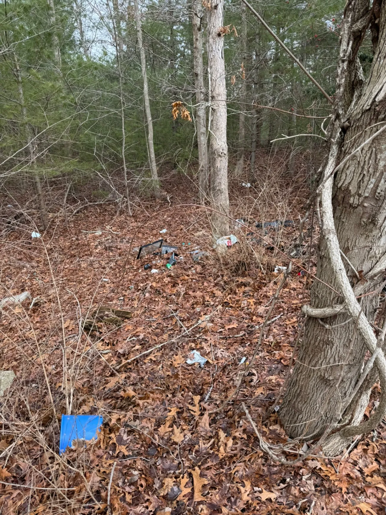 Yard Waste Removal