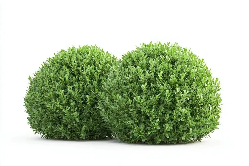 Boxwood