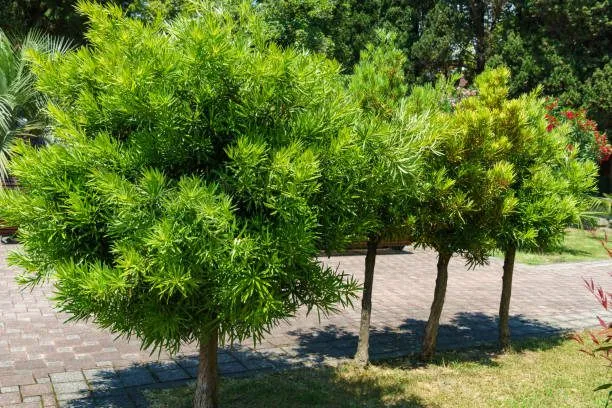 Podocarpus