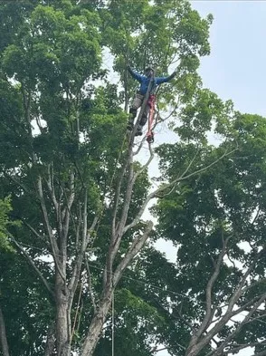 Tree Trimming