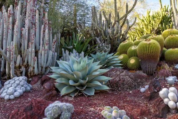 Desert Plants