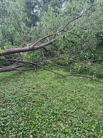Portillo And Son Landscaping And Tree Service