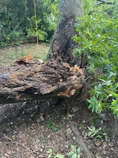 Portillo And Son Landscaping And Tree Service