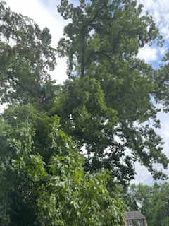 Portillo And Son Landscaping And Tree Service