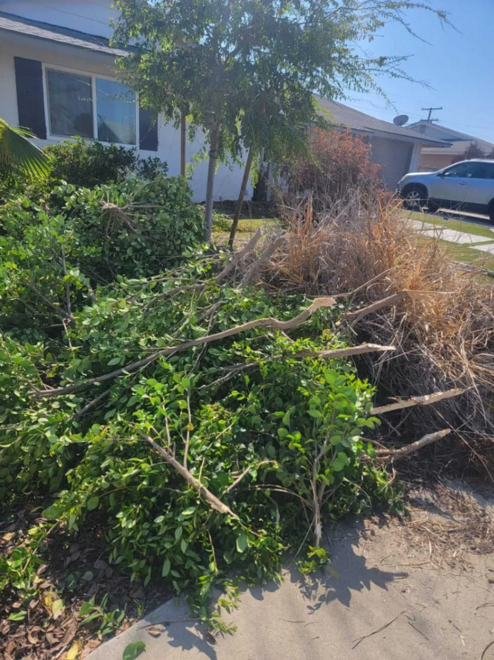 Tree Topping & Clean-ups