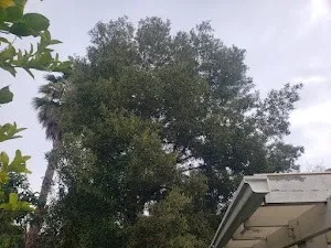 Tree Trimming