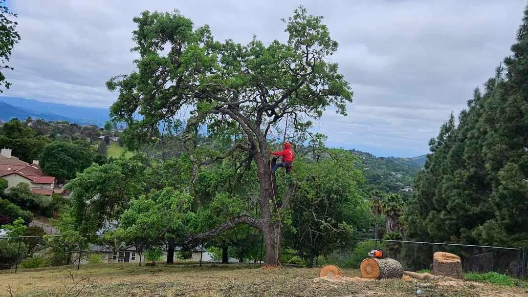 Jacob's Tree Service Inc.