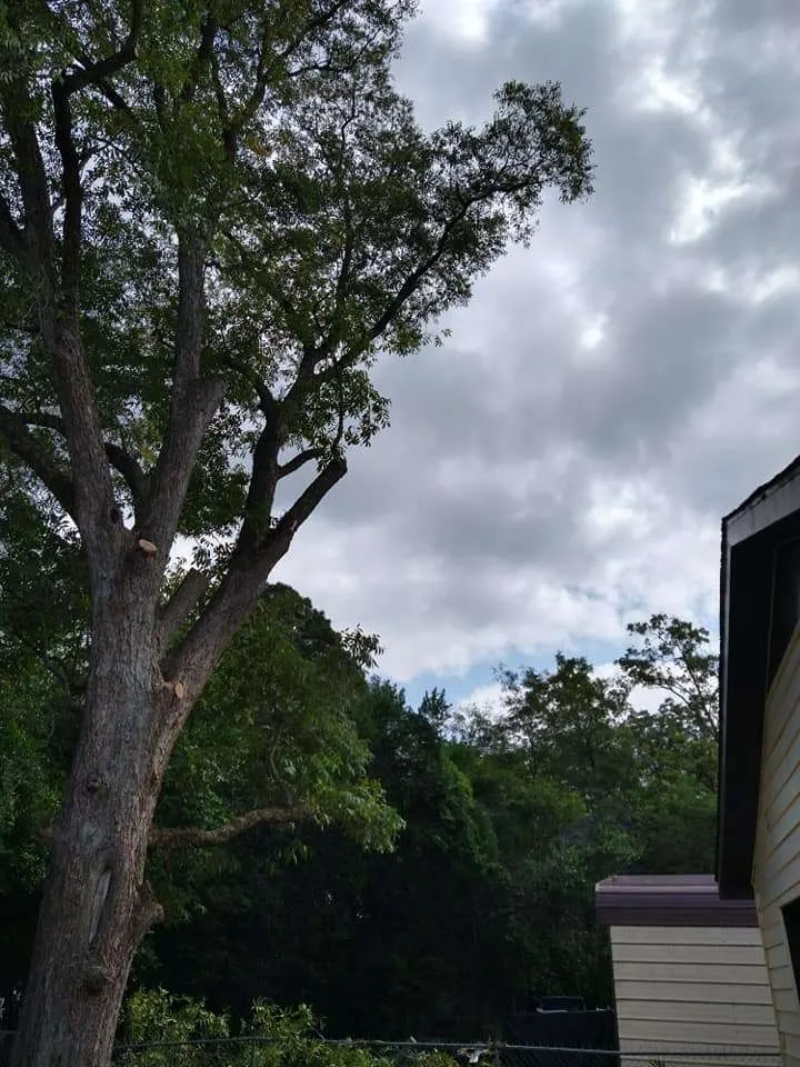 Tree Trimming