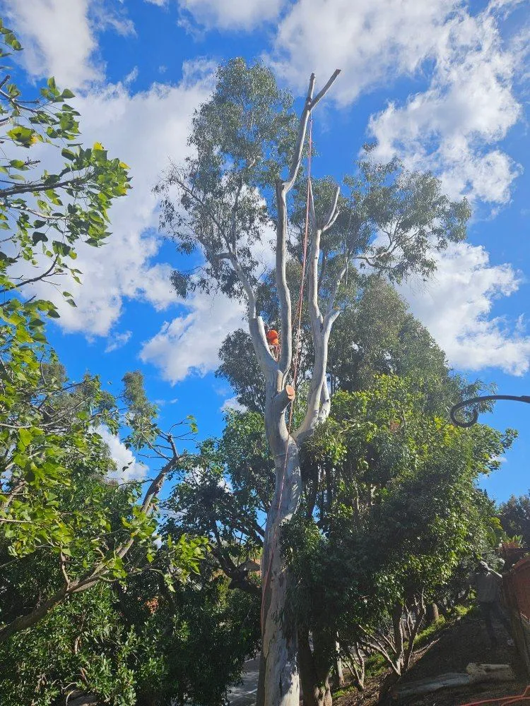 Tree Removal