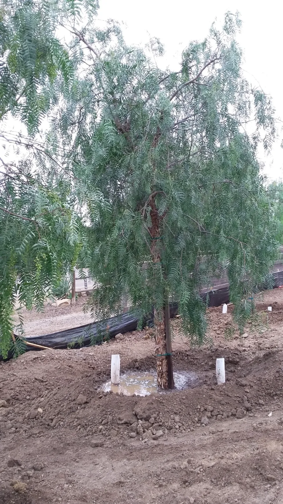 Gallery image 201