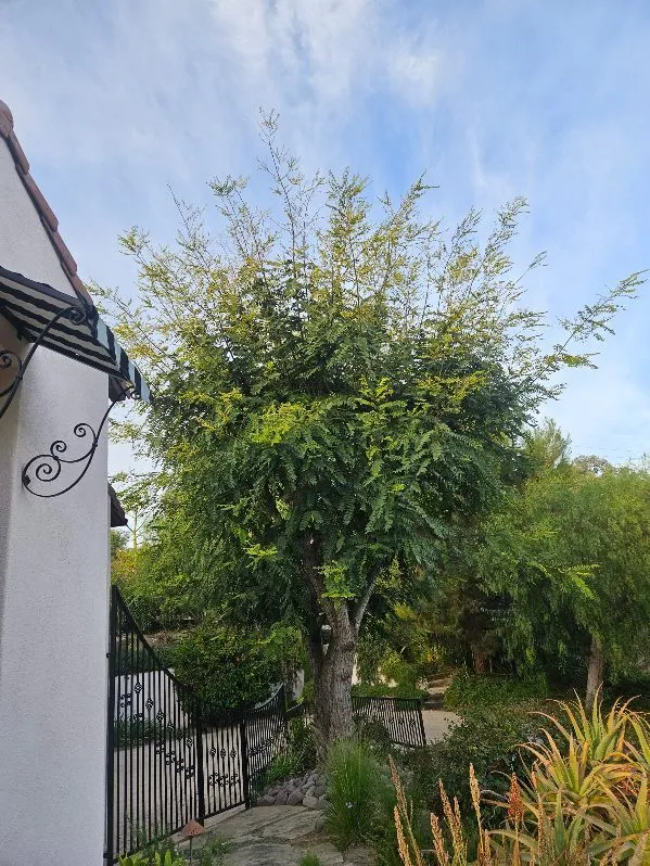 Tree Trimming