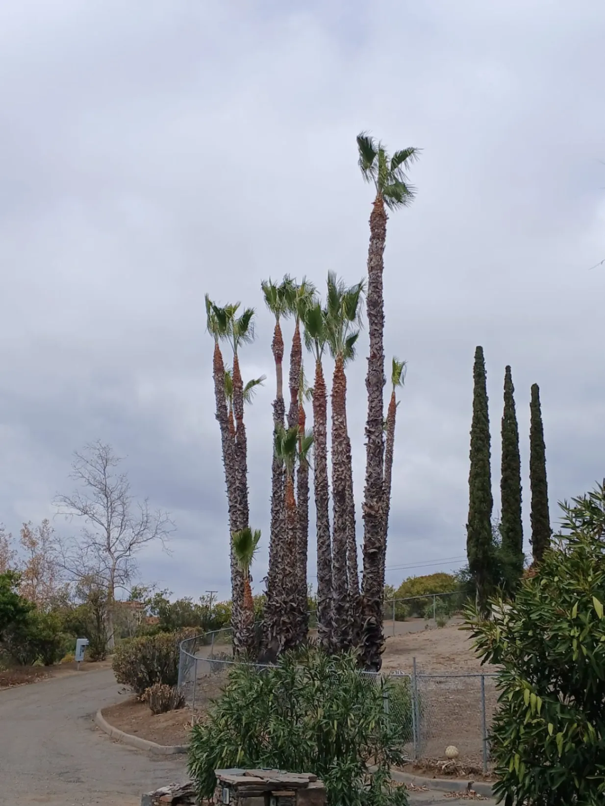 Palm Tree Maintenance