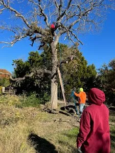 Tree Trimming