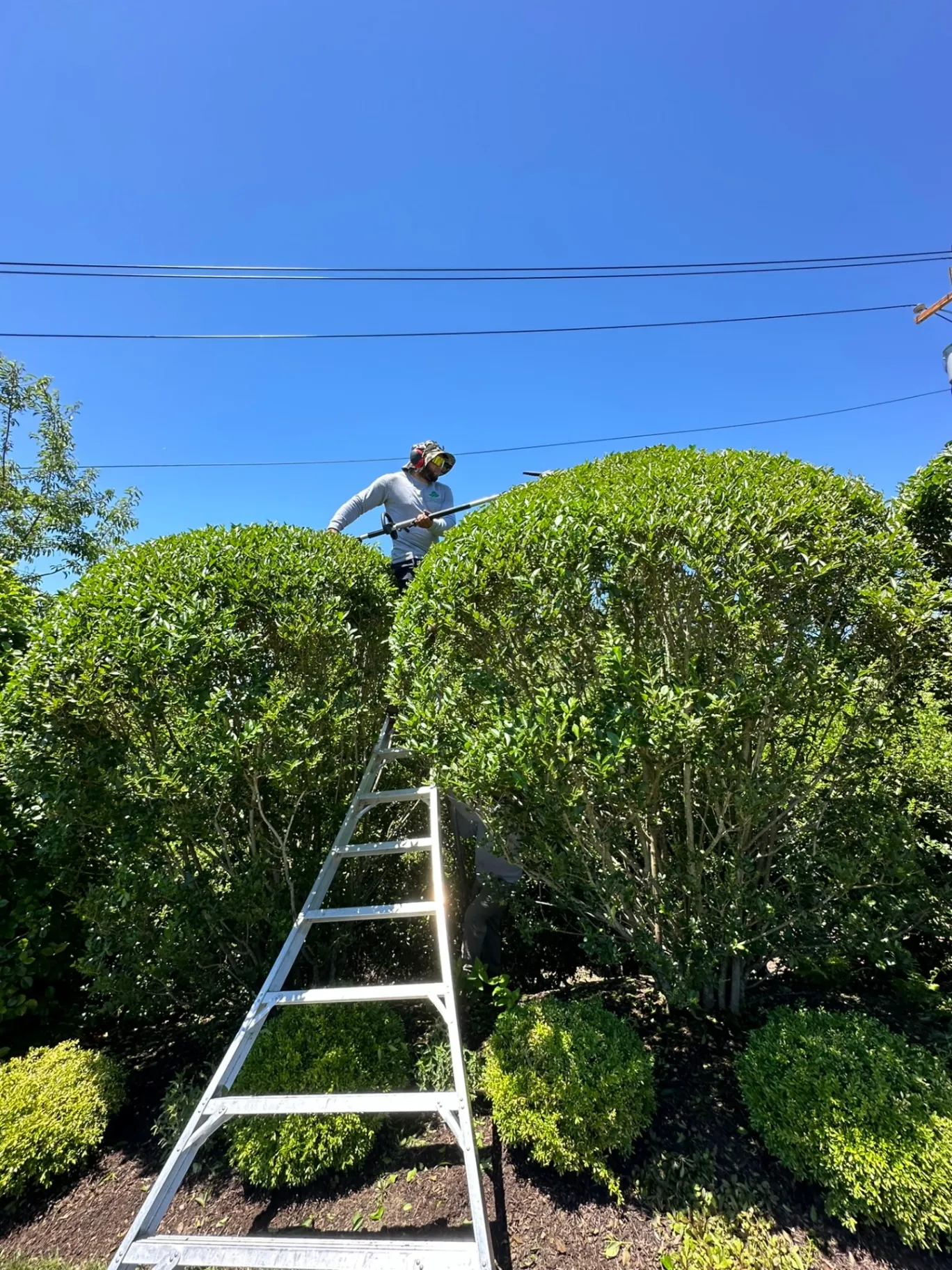 Trimming Hedges and Privets
