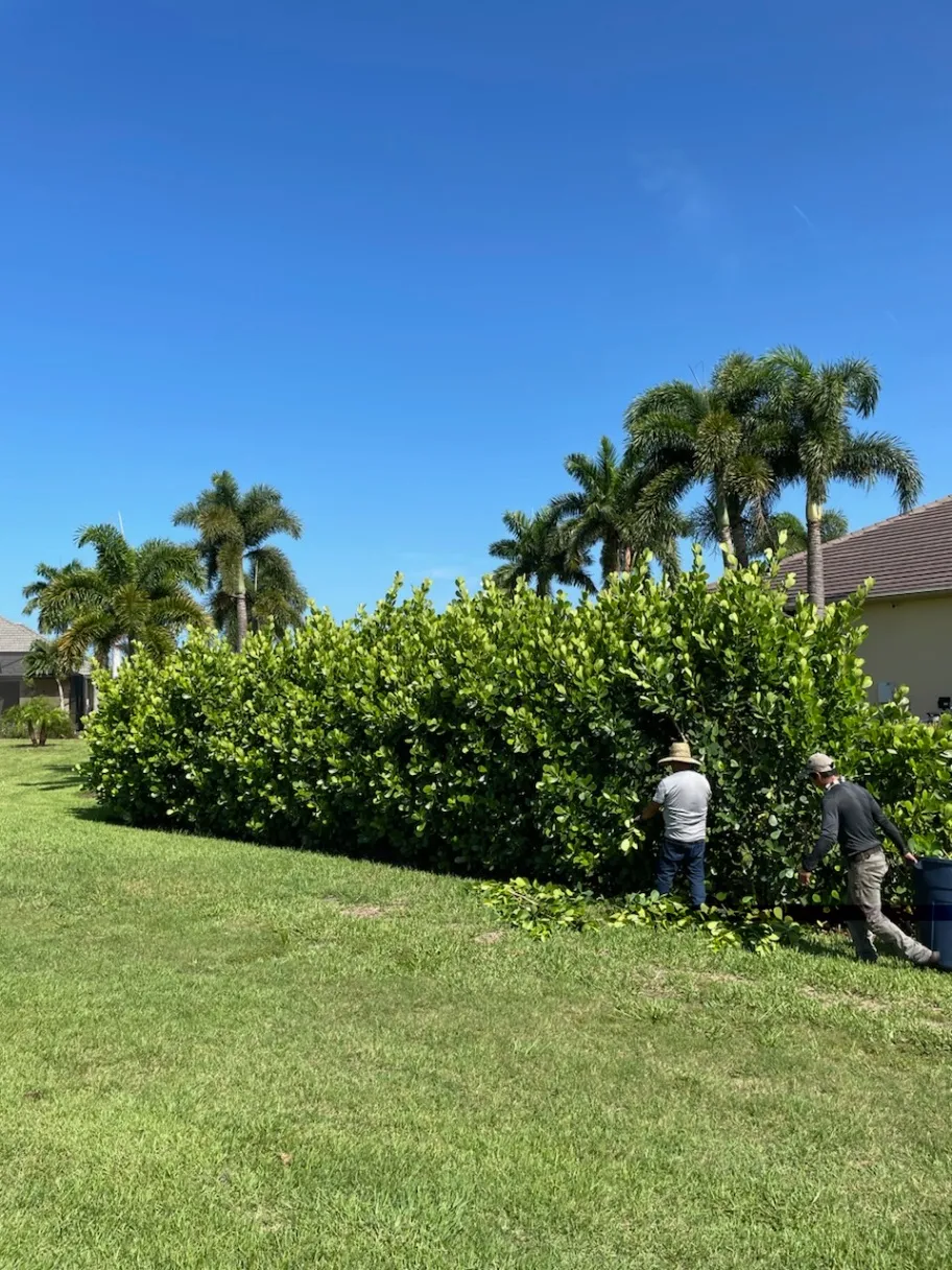 Tree Trimming