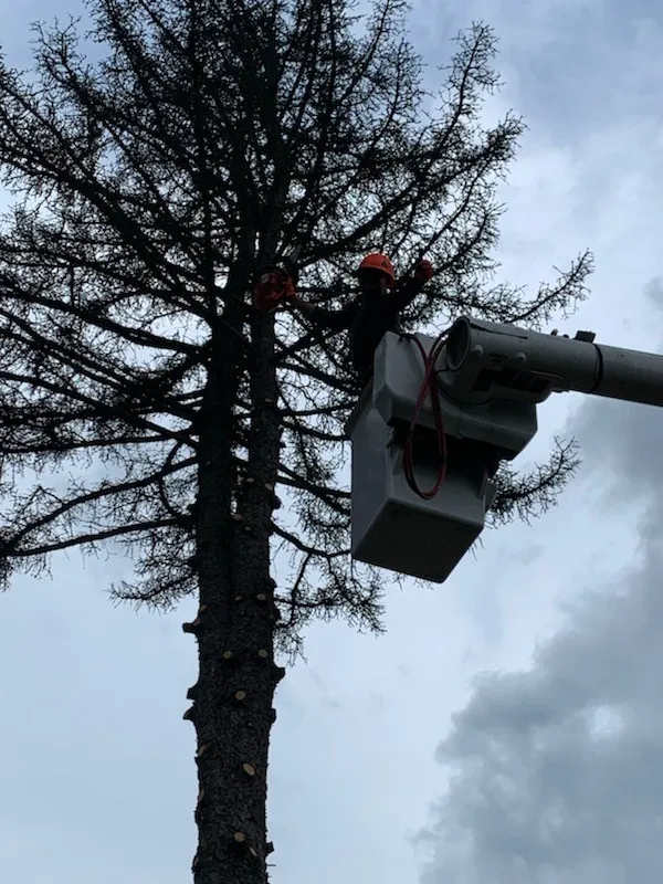 Tree Trimming