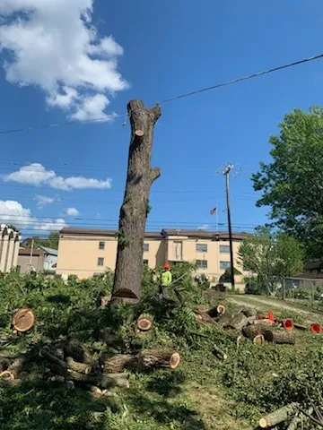 Tree Removal