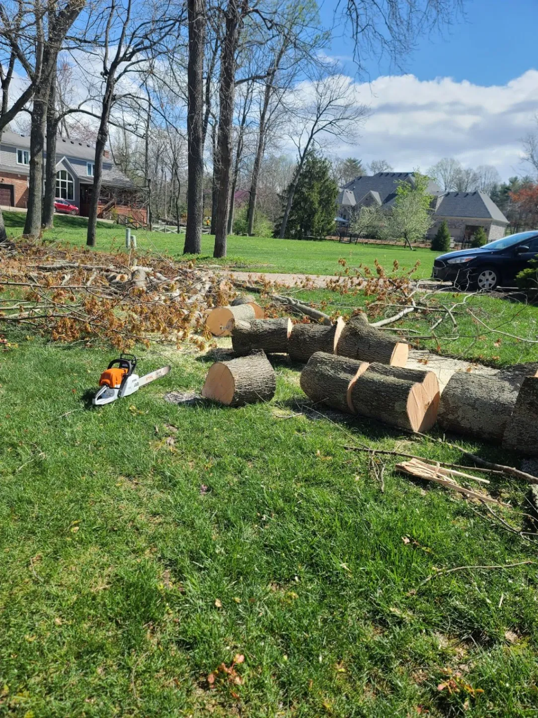 Tree Removal