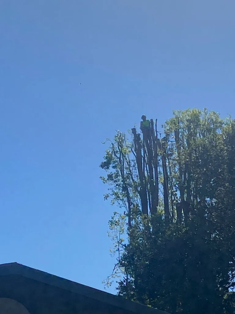 Juarez Tree Service