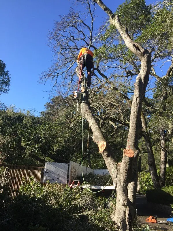 Juarez Tree Service