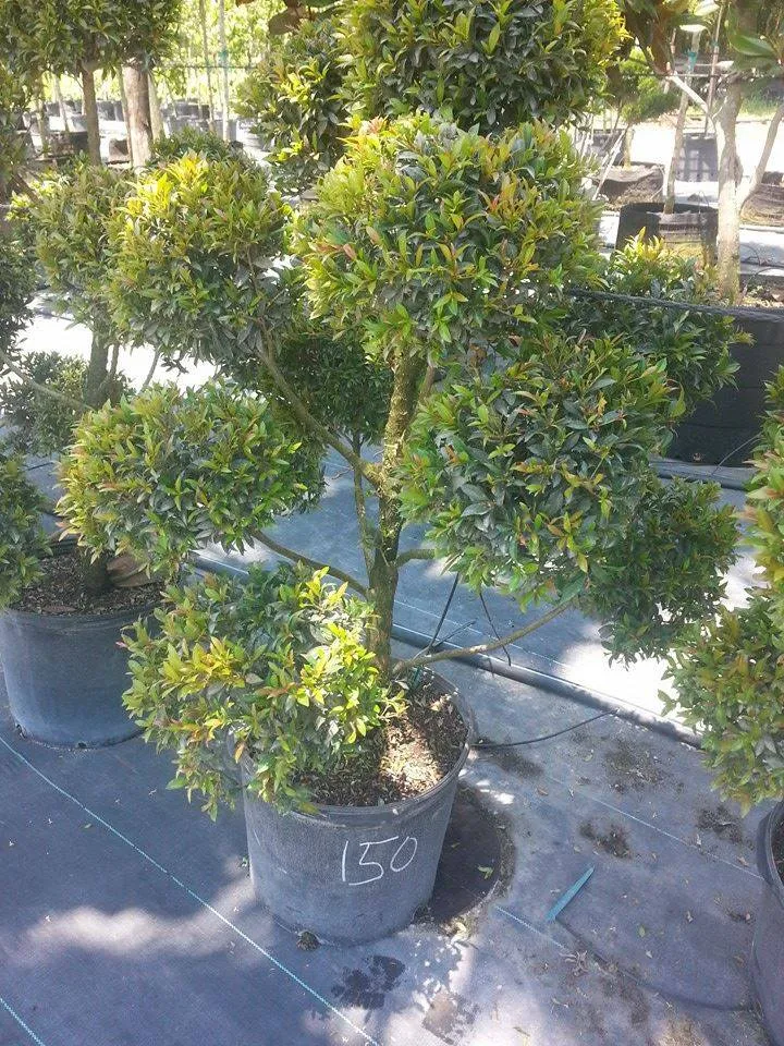 Gomez Lawn & Tree Service Maintenance LLC