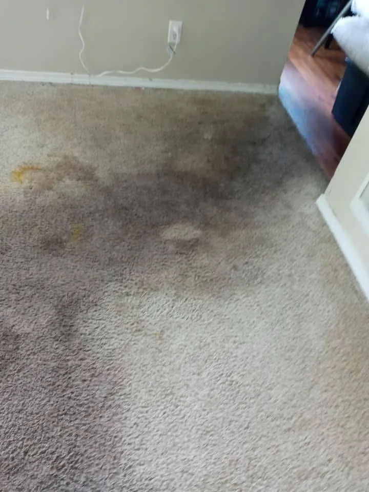 Mp Carpet Cleaning Maintenance LLC