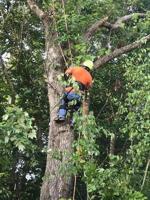 Tree Pruning