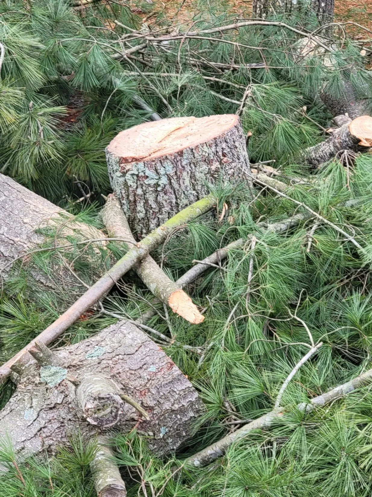 Tree Removal