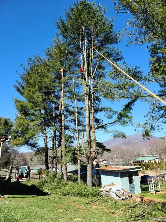 Tree Removal