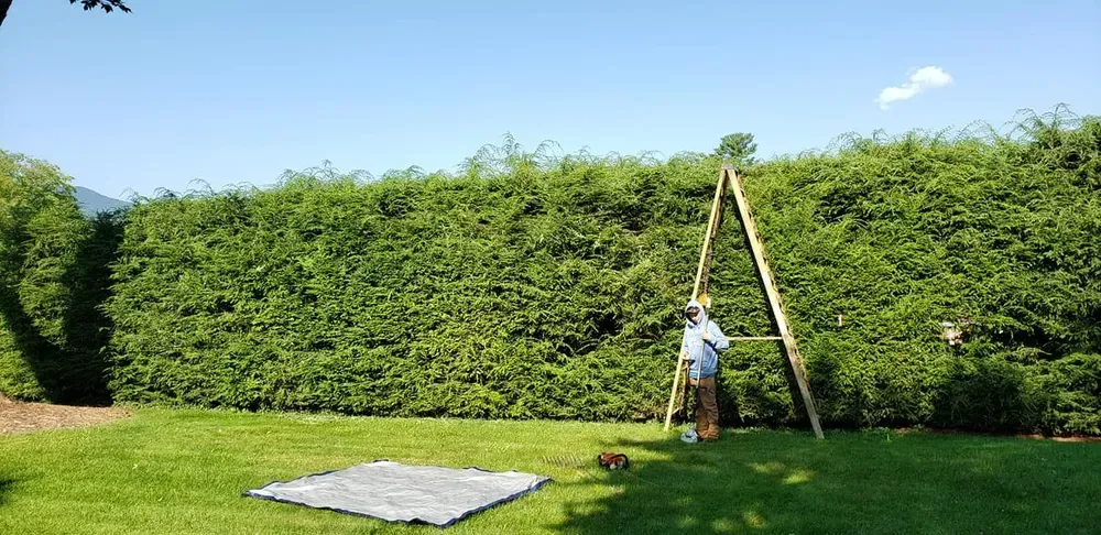 Shrub Trimming