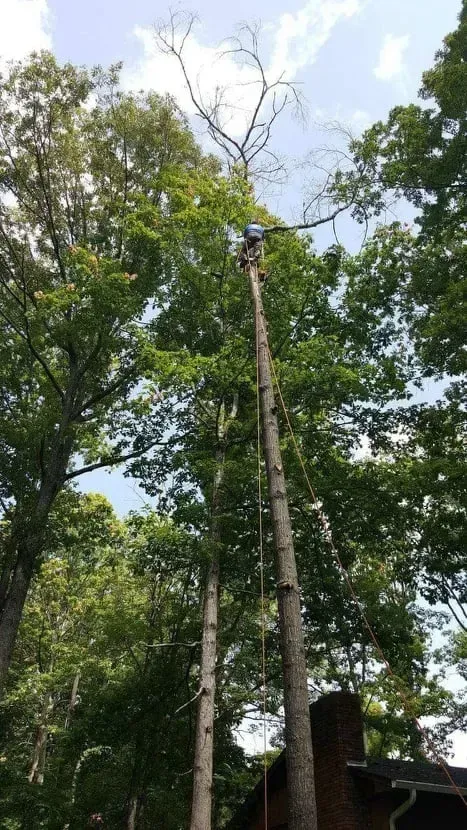 Platas tree service Landscaping