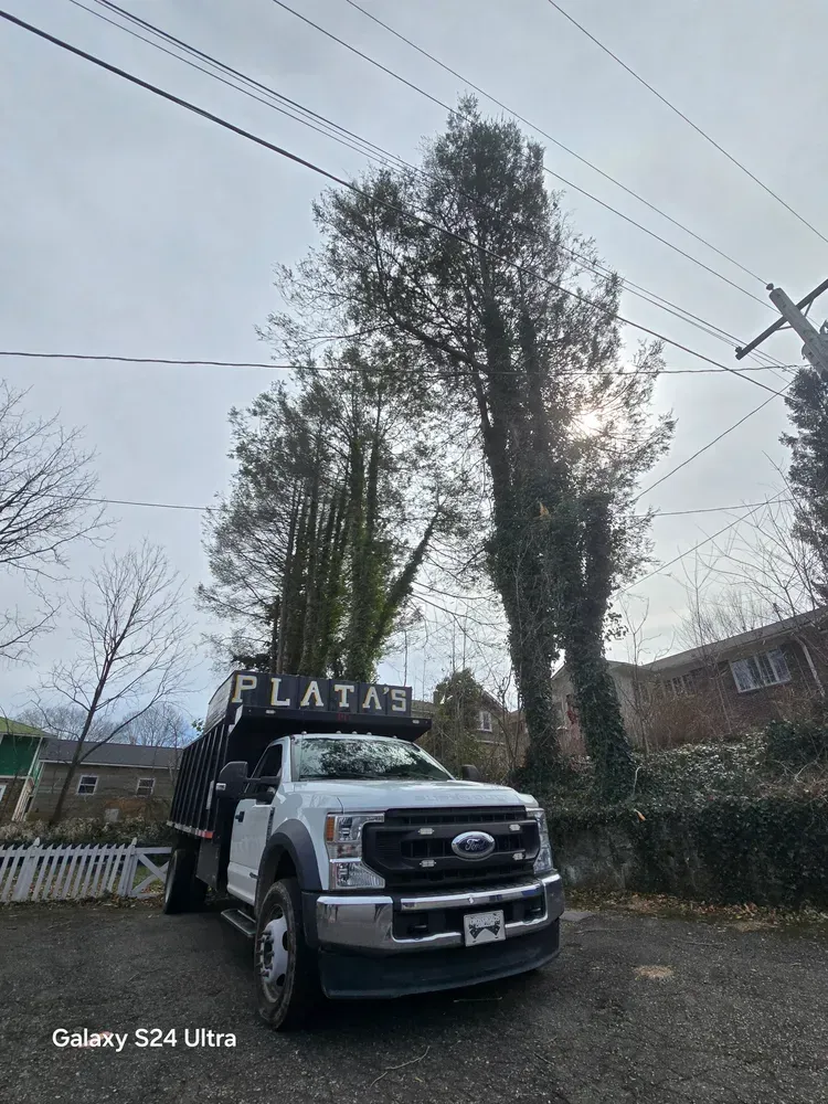 Platas tree service Landscaping