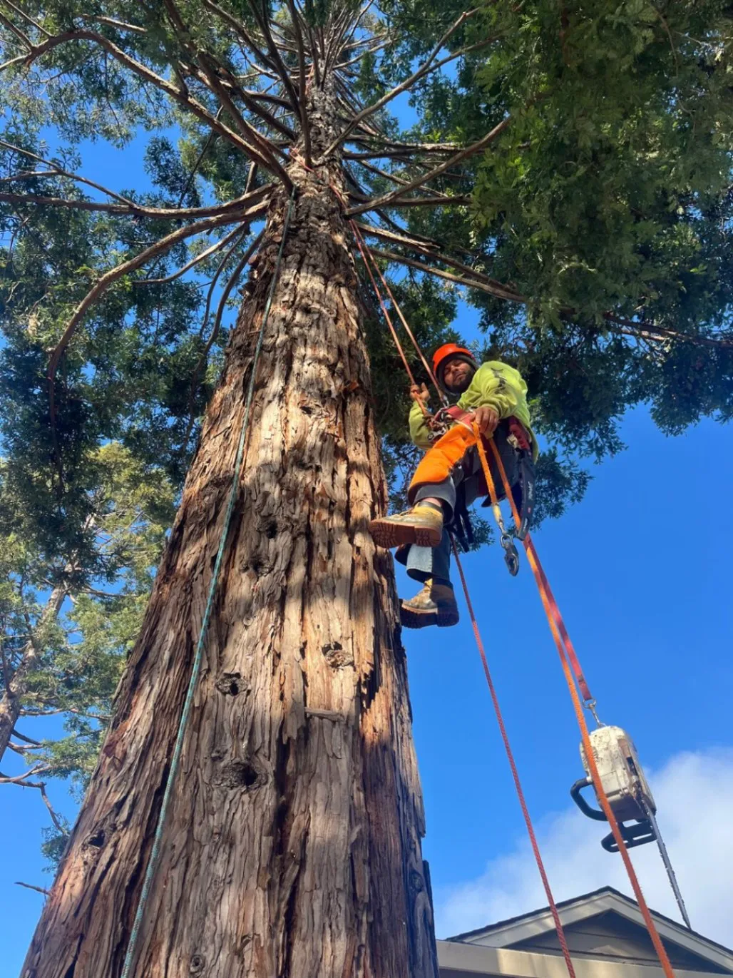 Tree Services
