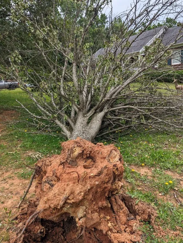 Mendezcrews Tree Service