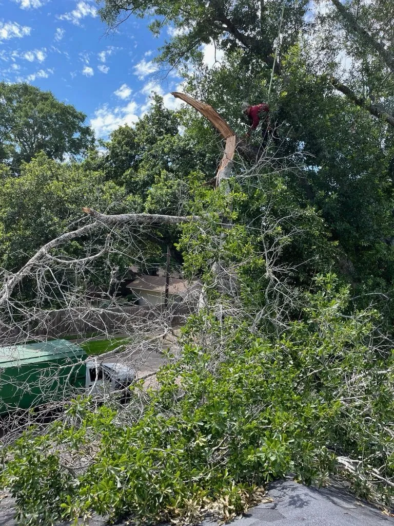 Mendezcrews Tree Service