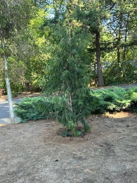 Gallery image 0