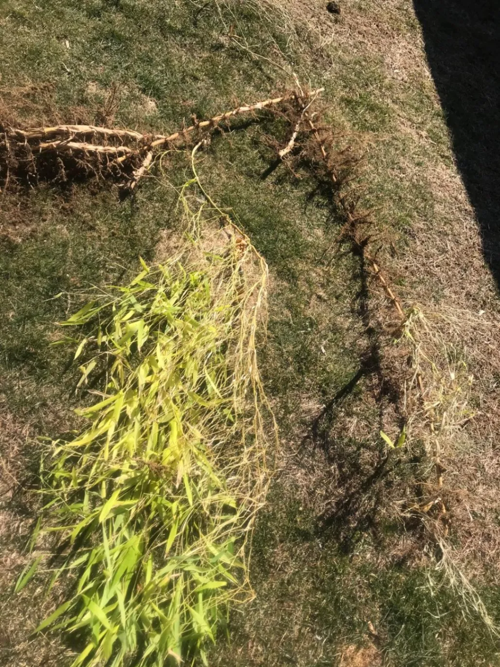 Rudy Benitez Landscaping