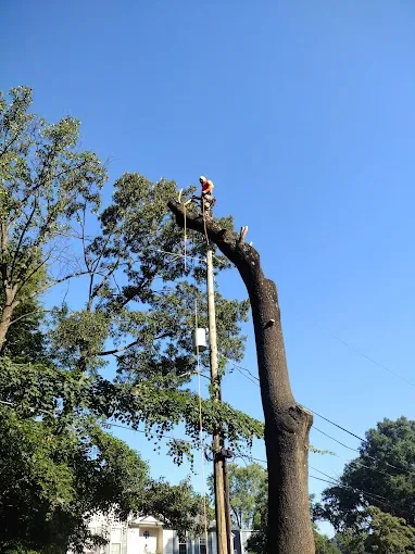 A&J Tree Service LLC