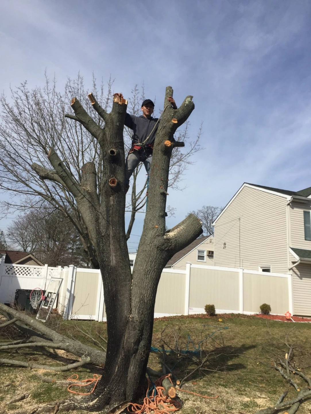 Tree Removal