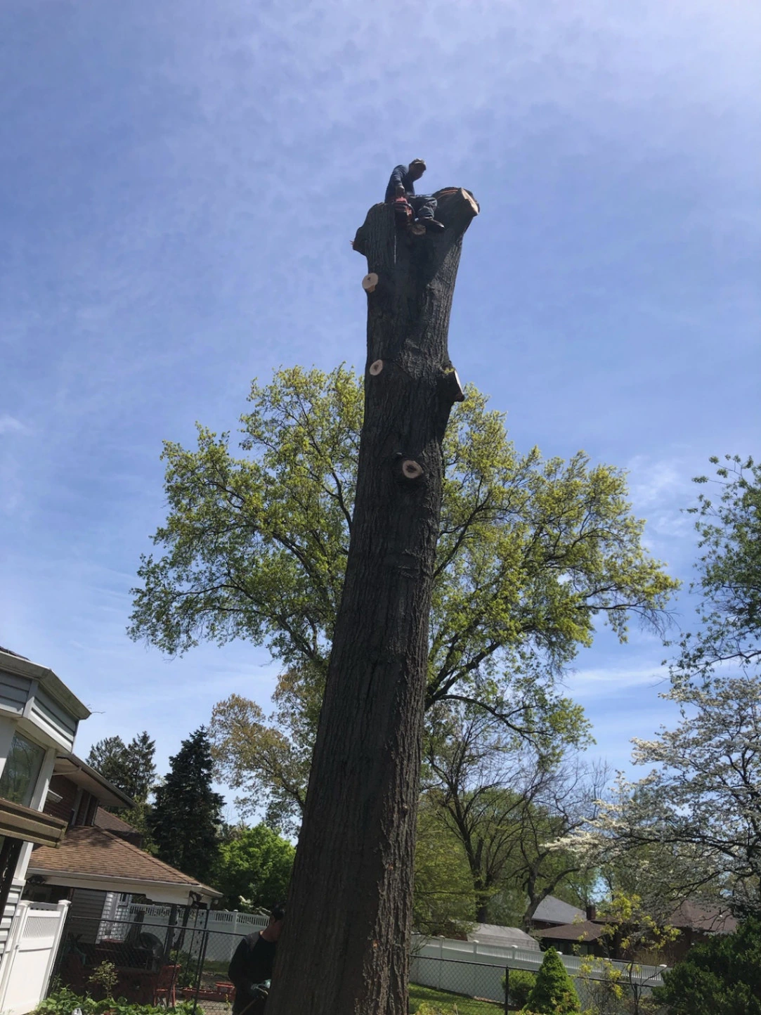 Tree Trimming