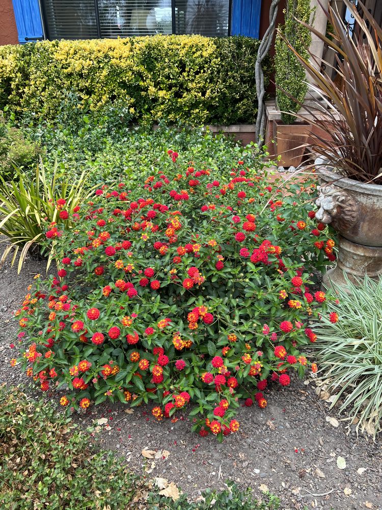 Ruiz Landscaping Inc